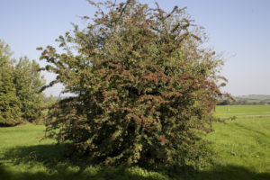 hawthorn bush
